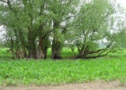 Duitsland Elly (72)